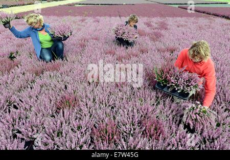 Leipzig, Germania. 23 Sett 2014. Heather piante come il rosso-bianco 'Hesse Girld' o nei colori bianco, rosa, giallo, rosso e miscelati in maniera colorata Frieda, Athena, Madonna o Emma appartengono al colorato Erika ed eriche che vengono raccolte da Sandra Kurtze, Linda Rode e Jana Wagner (L-R) nell'Elica Morbeetpflanzen GmbH serra in Knautkleeberg vicino a Leipzig, Germania, 23 settembre 2014. Circa 7.000 ericas ed eriche vengono raccolte per i clienti in Germania, Scandinavia, Ungheria, Polonia e Repubblica Ceca. Credito: dpa picture alliance/Alamy Live News Foto Stock