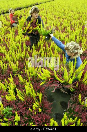 Leipzig, Germania. 23 Sett 2014. Heather piante come il rosso-bianco 'Hesse Girld' o nei colori bianco, rosa, giallo, rosso e miscelati in maniera colorata Frieda, Athena, Madonna o Emma appartengono al colorato Erika ed eriche che vengono raccolte da Linda Rode, Jana Wagner und Sandra Kurtze (r-l) nella elica Morbeetpflanzen GmbH serra in Knautkleeberg vicino a Leipzig, Germania, 23 settembre 2014. Circa 7.000 ericas ed eriche vengono raccolte per i clienti in Germania, Scandinavia, Ungheria, Polonia e Repubblica Ceca. Credito: dpa picture alliance/Alamy Live News Foto Stock