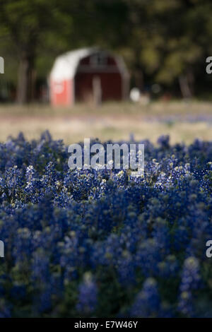 Wild bluebonnets blossom ciascuna molla lungo le banchine e terreni da pascolo per tutto il Texas. Foto Stock