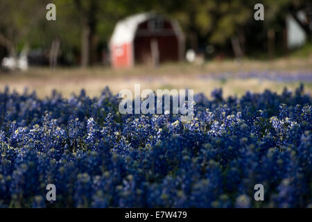 Wild bluebonnets blossom ciascuna molla lungo le banchine e terreni da pascolo per tutto il Texas. Foto Stock