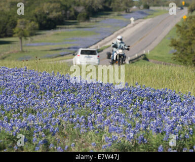 Wild bluebonnets blossom ciascuna molla lungo le banchine e terreni da pascolo per tutto il Texas. Foto Stock