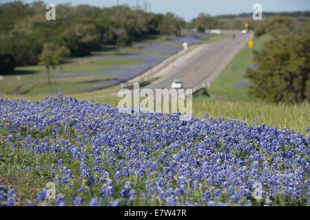 Wild bluebonnets blossom ciascuna molla lungo le banchine e terreni da pascolo per tutto il Texas. Foto Stock