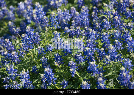 Wild bluebonnets blossom ciascuna molla lungo le banchine e terreni da pascolo per tutto il Texas. Foto Stock