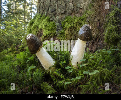 Due comuni stinkhorns - Phallus impudicus Foto Stock