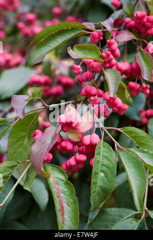 Euonymus europaeus. Frutto di un comune impianto di mandrino. Foto Stock