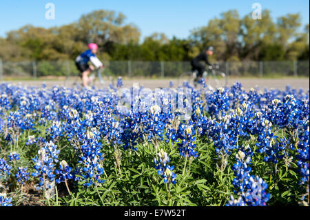 Wild bluebonnets blossom ciascuna molla lungo le banchine e terreni da pascolo per tutto il Texas. Foto Stock