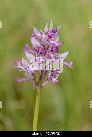 Orchidea militare: Orchis militaris. Provenza, Francia Foto Stock