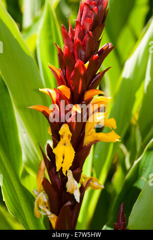 Fiori di colore giallo e rosso delle brattee dell'Himalayan zenzero, Cautleya spicata "robusta" Foto Stock