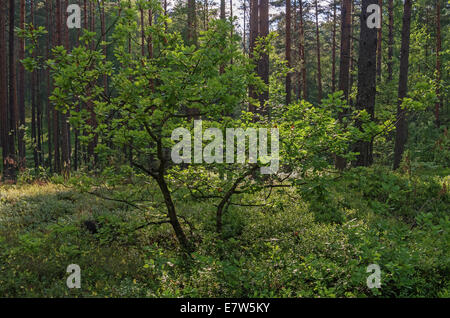 Giovani oak nella foresta di pini. Foto Stock