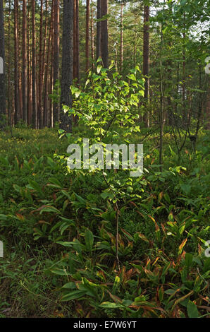 Giovani in betulla foresta di pini. Foto Stock