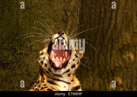 Estremamente raro leopardo di Amur (Panthera Pardus orientalis) sbadigli Foto Stock