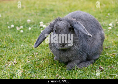 Grigio Lop eared coniglio su erba 141696 Rabbit Foto Stock