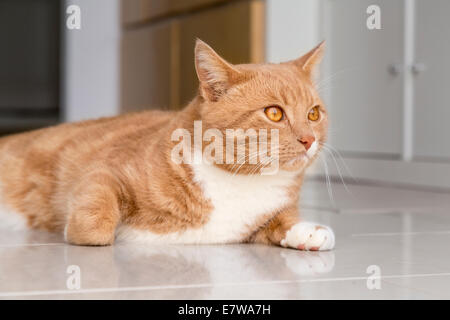 Lo zenzero cat in un momento di relax a casa e sentirsi a proprio agio Foto Stock