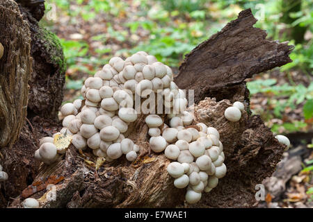 A forma di pera puffball funghi Foto Stock