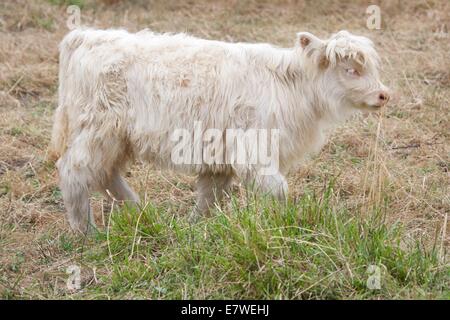 Highland scozzesi i bovini sono noti per essere eccezionalmente robusta e facile da sollevare. Essi sono anche bellissimi animali! Foto Stock