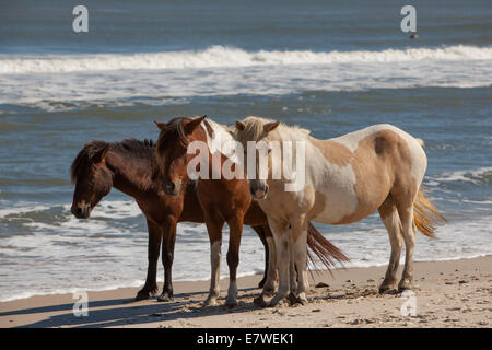 Cavalli selvaggi Foto Stock