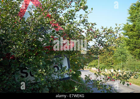 Holly bush nasconde una scuola del traffico su strada segno Foto Stock