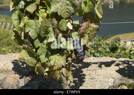 Quinta do Seixo, Ferreirinha, Douro, Portogallo Foto Stock