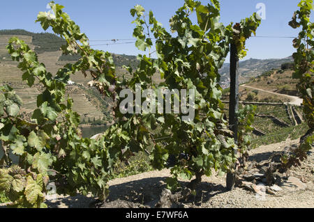 Quinta do Seixo, Ferreirinha, Douro, Portogallo Foto Stock