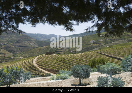 Quinta do Seixo, Ferreirinha, Douro, Portogallo Foto Stock