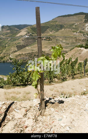 Quinta do Seixo, Ferreirinha, Douro, Portogallo Foto Stock