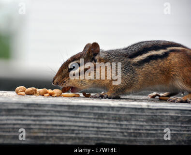 Scoiattolo striado mangiare noccioline Foto Stock