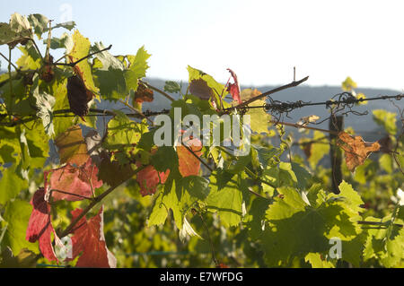 Quinta da Pacheca, Douro, Portogallo Foto Stock