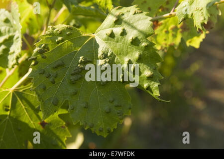 Quinta da Pacheca, Douro, Portogallo Foto Stock