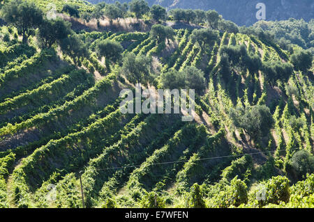 Quinta do cotto nella regione del Douro, Portogallo Foto Stock