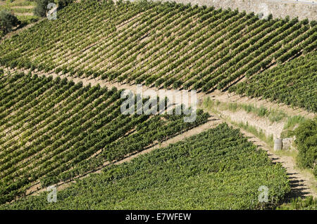 Quinta do cotto nella regione del Douro, Portogallo Foto Stock