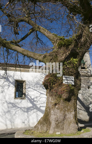 400 anni vecchia quercia nel nord del Portogallo Foto Stock