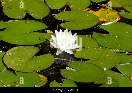 Americano bianco Ninfea Bianca (Nymphaea odorata) - USA Foto Stock