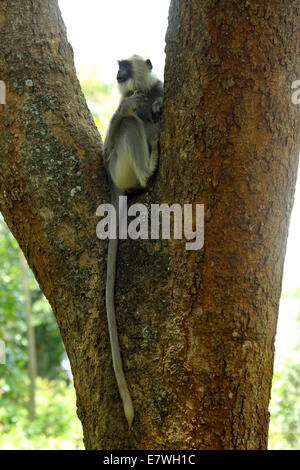 Hanuman Langur è creduto di essere una delle scimmie del Vecchio Mondo appartenente al genere Semnopithecus. Foto Stock