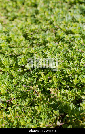 Breckland thyme, aka wild thyme, creeping thyme, elfin thyme (Thymus serpyllum) close up - USA Foto Stock