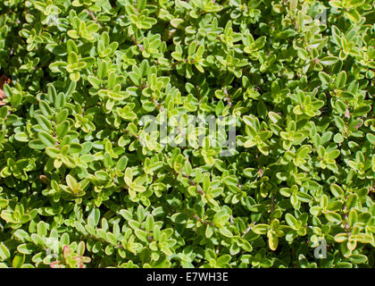 Breckland timo, aka timo selvatico, striscianti timo, foliatile timo (Thymus serpyllum) close up - USA Foto Stock