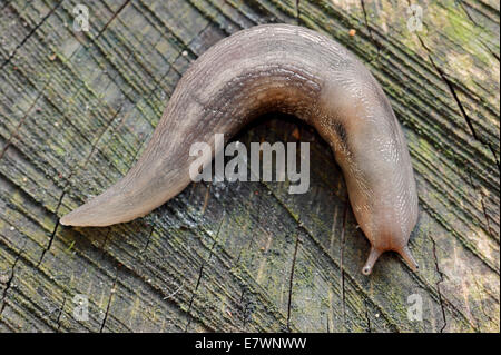 Tree (Slug Lehmannia marginata), Nord Reno-Westfalia, Germania Foto Stock