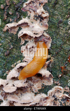 Arion hedgehog o slug Hedgehog (Arion intermedius) alimentazione sul fungo, Renania settentrionale-Vestfalia, Germania Foto Stock