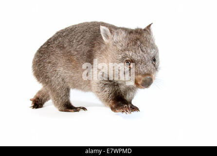 Wombat comune (Vombatus ursinus) Foto Stock