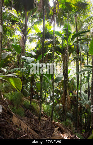 Maldive o di cocco Coco de Mer (Lodoicea maldivica), una specie endemica di palma, Vallee de Mai, Praslin, Seicelle Foto Stock