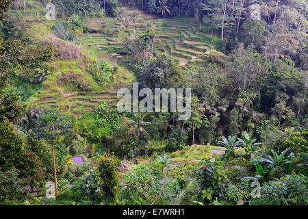 Terrazze di riso vicino Tegallalang, Bali, Indonesia Foto Stock