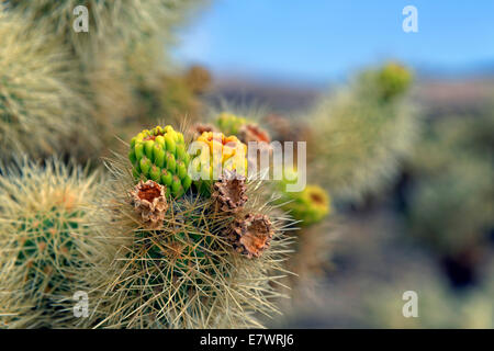 Fioritura Cholla Cactus, Cholla Cactus Garden, Joshua Tree National Park, Centro del deserto, CALIFORNIA, STATI UNITI D'AMERICA Foto Stock