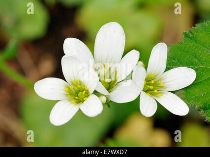 Prato Sassifraga - Saxifraga granulata prateria Bianco fiore Foto Stock