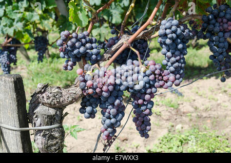 I grappoli di quasi mature uva appeso su vite in St Emilion regione di Bordeaux Foto Stock