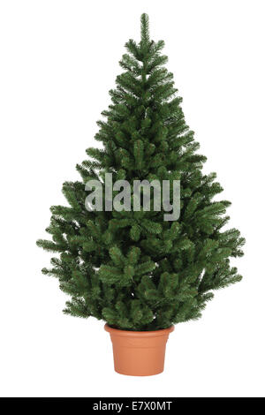 Piccolo albero di natale Foto Stock