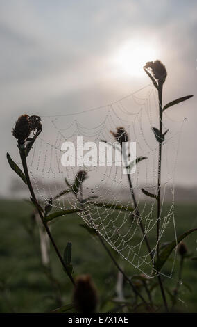 La mattina presto la rugiada si assesta su una tela di ragno dopo una notte fredda in autunno, West Wales, Regno Unito. Foto Stock