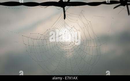 La mattina presto la rugiada si assesta su una tela di ragno dopo una notte fredda in autunno, West Wales, Regno Unito. Foto Stock