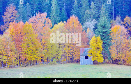 Colori dell'autunno bosco di betulle, Foto Stock