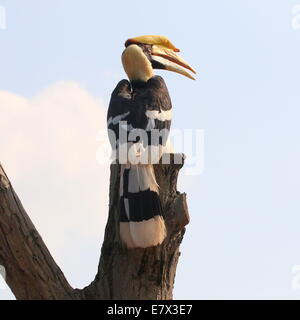 Grande hornbill indiano (Buceros simum) a.k.a. grande pied hornbill Foto Stock