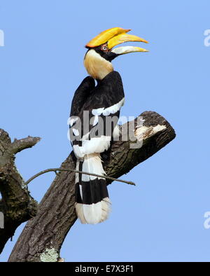 Grande hornbill indiano (Buceros simum) a.k.a. grande pied hornbill Foto Stock