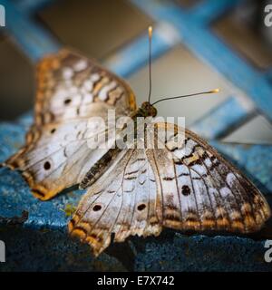 White Peacock Anartia Jatrophae Foto Stock